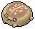 Brick Desert Rain Frog