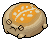 Sunny Desert Rain Frog