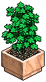 Small Shop Plant