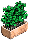 Large Shop Plant