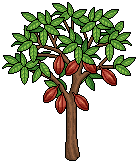 Cocoa Tree