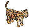 Wild Jaguar