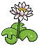 Lily Plant