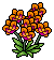 Orange Orchids