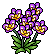 Purple Orchids