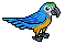 Gold Macaw