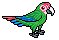Green Macaw