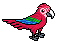 Red Macaw