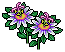 Passion Flower Plant