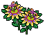 Yellow Passion Flower