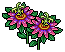Pink Passion Flower