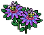Purple Passion Flower