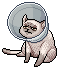 Cone Cat Carter