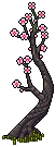 Chinese Blossom Tree