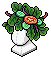 Salad Head