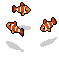 School of Clownfish