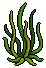 Coral Kingdom Seaweed