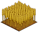 Wheat Patch