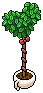 Tea Plant