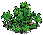 Dock Leaf Bush