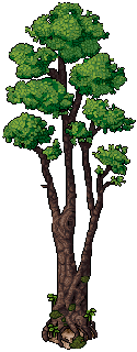 Monkey Puzzle Tree