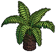 Cycad Plant