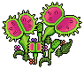 Venus Fly Trap