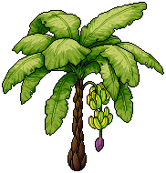 Banana Tree