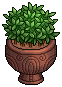 Ornamental Plant