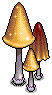 Mayflower Mushrooms