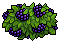 Blackberry Bush