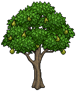 Pear Tree