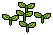 Plant Saplings