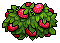 Strawberry Bush