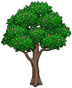 Oak Tree