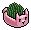 Chia Plants