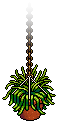 Hanging Plant