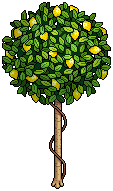 Lemon Tree