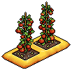 Indoor Tomato Plant