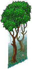 Fairytale Forest