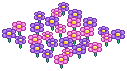 Wildflower Meadow