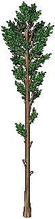 Skinny Tree