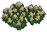 Heather Patch