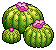 Barrel Cactus