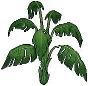 Fan Palm