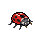 Common Ladybug