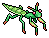 Common Mantis