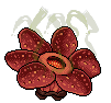 Rafflesia Flower