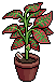 Red Chinese Evergreen Plant