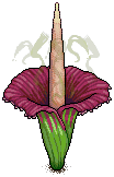 Titanarum Plant